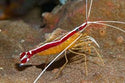 Shrimp