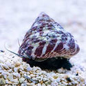 Snails