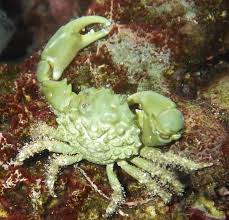 Emerald Crab; Atl. - Mythrax sculptus