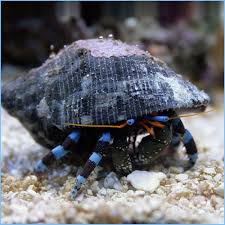 Blue Leg Reef Hermit Crab; Atl. - Paguristes sp.