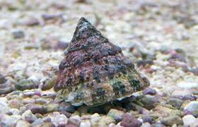 Astrea Snail; Atl - Lithopoma tectum