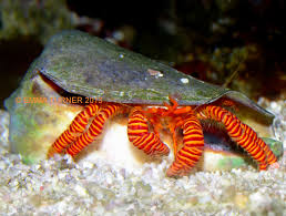 Halloween Hermit Crab (Reef Safe) - Ciliopagurus strigatus